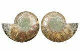 Cut & Polished Crystal-Filled Ammonite Fossil - Madagascar #354165-1